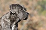CANE CORSO 981